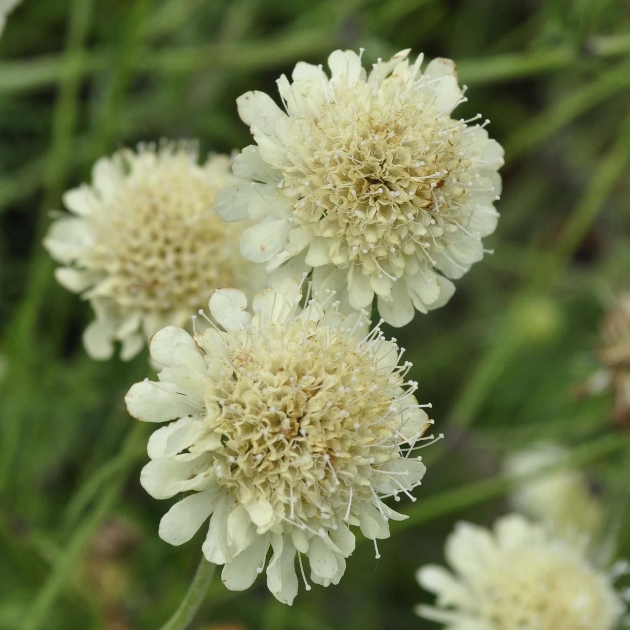 Семена Скабиоза желтая Scabiosa ochroleuca 10 шт./уп.