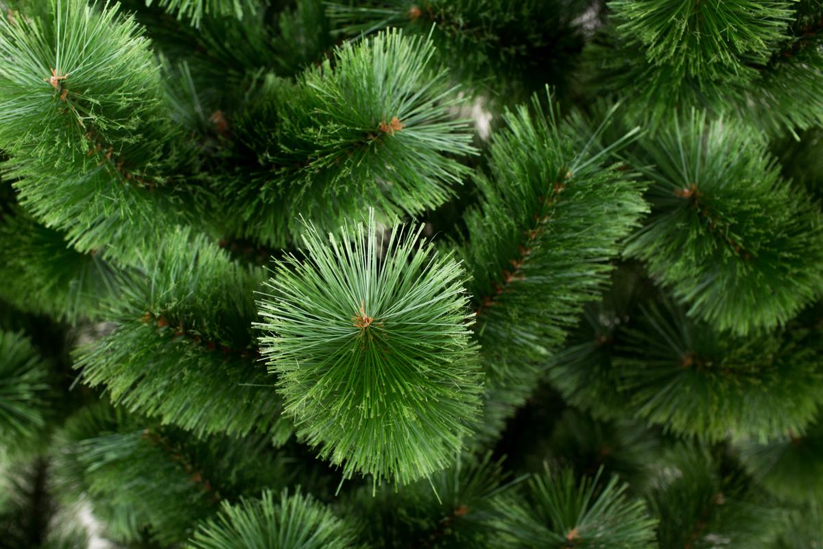 Сосна Микс распушенная 1,8 м Зеленый - фото 4 Сосна Микс распушенная 1,8 м Зеленый - фото 4
