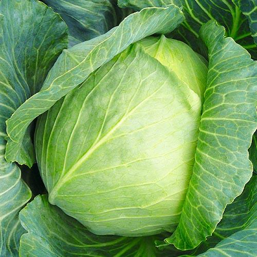 Семена Капуста Florium білокачанна Бронко F1 середня (6283)