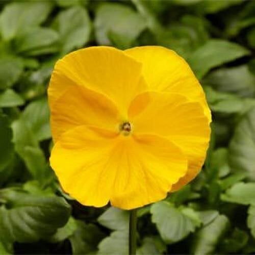 Семена цветов Виола Fino F1 Clear Yellow Syngenta 1000 шт. (BN08431)