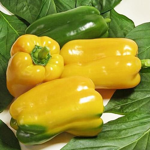 Семена Перець Florium Джеміні F1 Жовтий (6327)