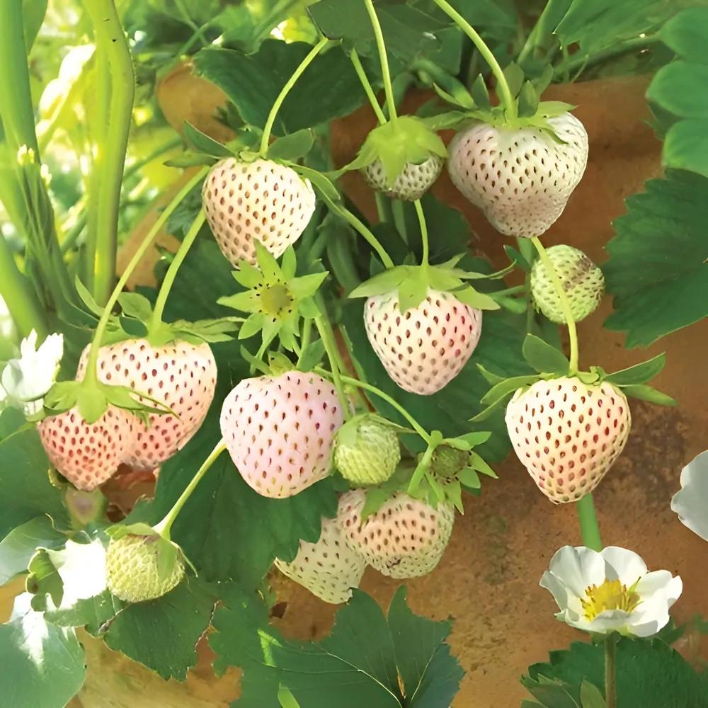 Насіння кімнатної ремонтантної кремово-білої полуниці сорту Datian Sweet Ананасна 100 шт. - фото 5