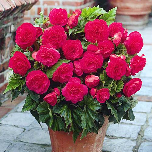 Бегония Florium Махровая Микс (5466)
