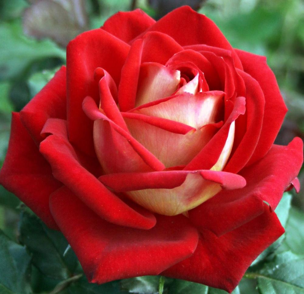 Троянда чайно-гібридна Яскрава Нью Фешн (5739)