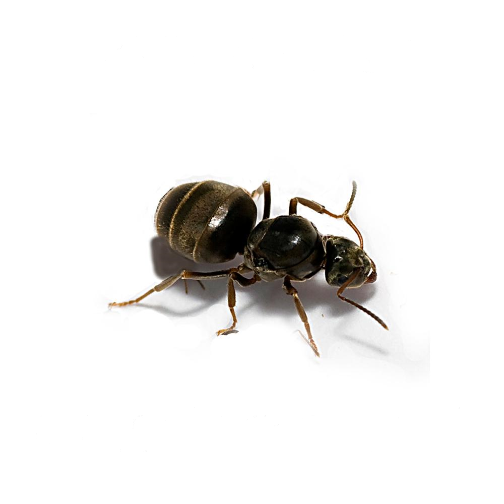 Колония муравьев Lasius niger черный садовый муравей матка/расплод для муравьиной фермы