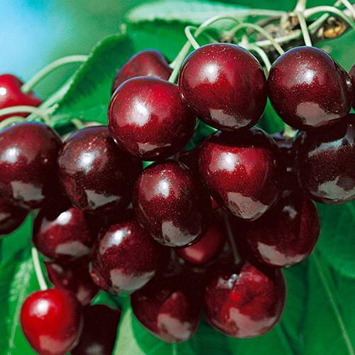 Сажанец Черешня Анита летний сорт ранний срок созревания (177323)