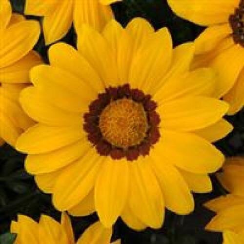 Семена цветов Газания PanAmerican NEW DAY YELLOW 100 шт. (BN01106-3)