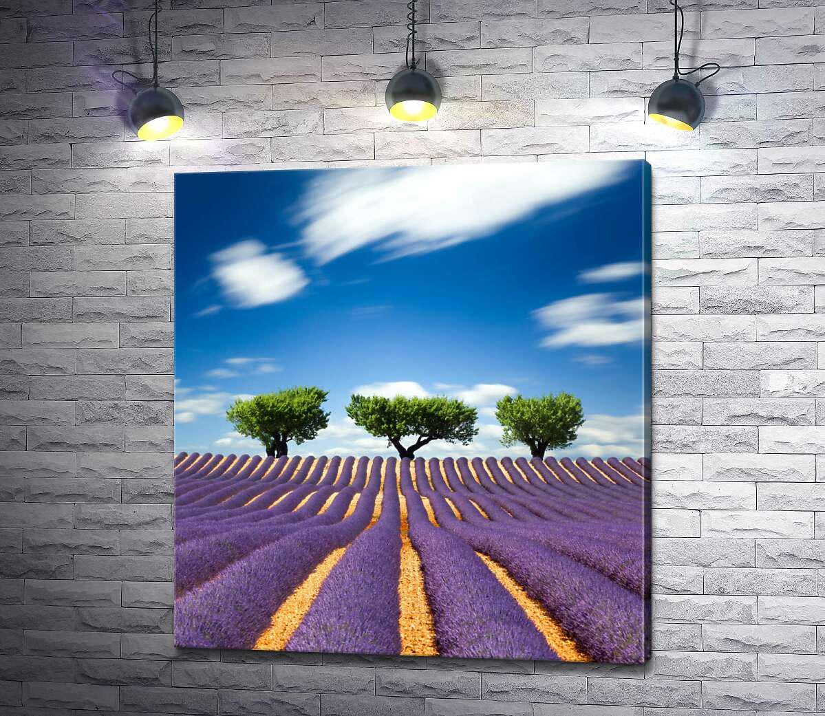Картина ArtPoster Ароматные ряды лаванды в гармонии с зеленью деревьев 92x100 см Модуль №1 (000489)