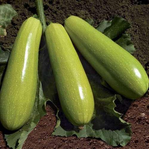 Насіння Кабачок KS 1241 F1 ТД Гекса-Україна 01-05-099 250 шт. (IR01209)