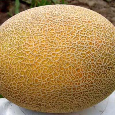 Насіння Диня Florium Леся (9148) - фото 2 Насіння Диня Florium Леся (9148) - фото 2