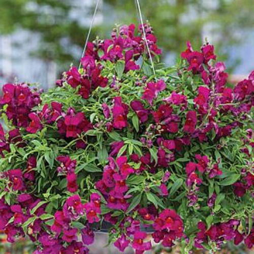 Семена цветов Львиный зев Candy Showers D Purple Sakata 10 шт. (BN06369-4) Семена цветов Львиный зев Candy Showers D Purple Sakata 10 шт. (BN06369-4)