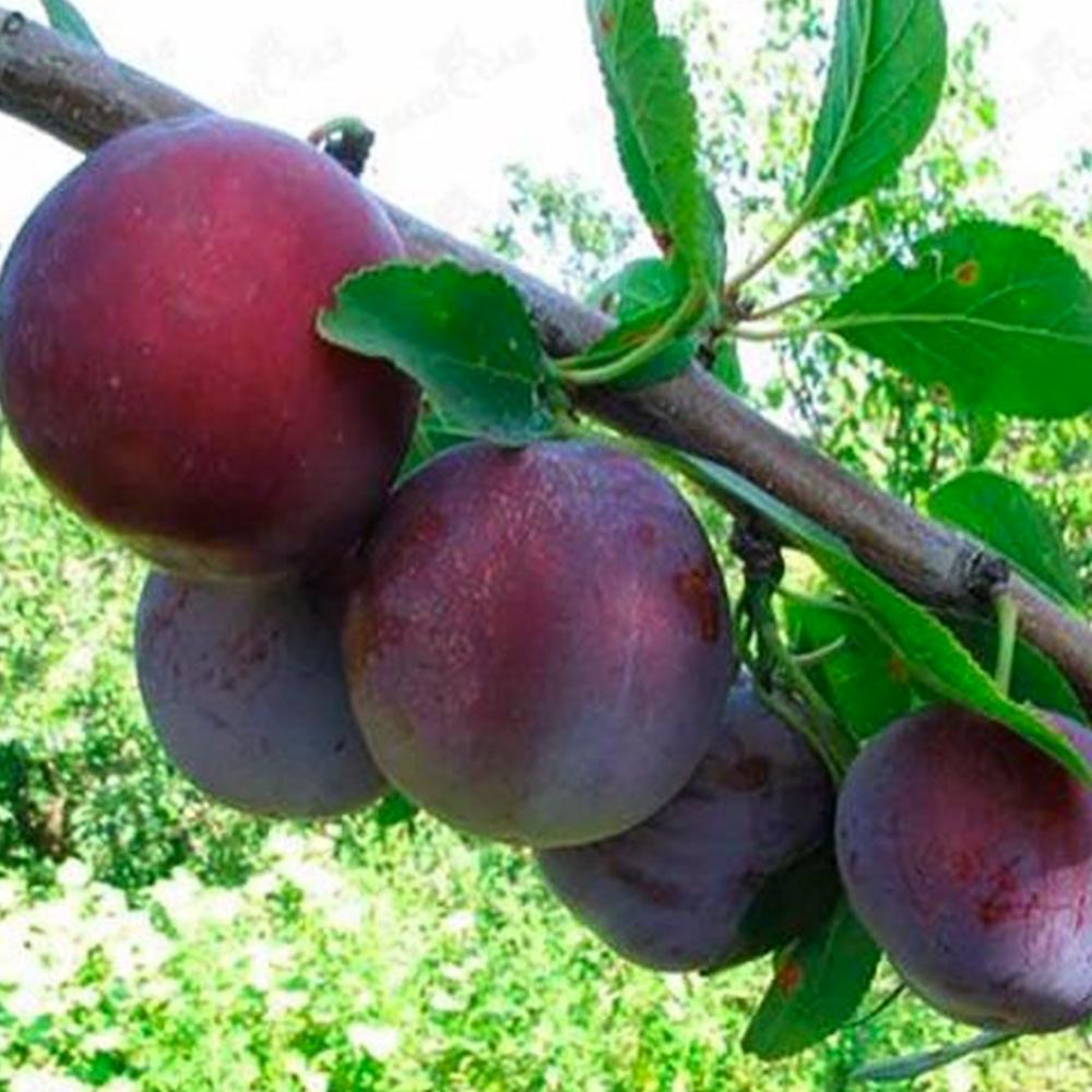 Саженец сливы Кишиневская Ранняя 1 летний (14965696)