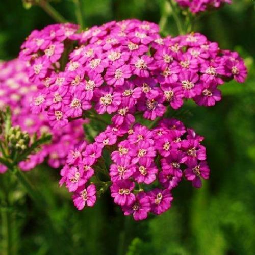 Деревій Florium Pretty Belinda (4624)