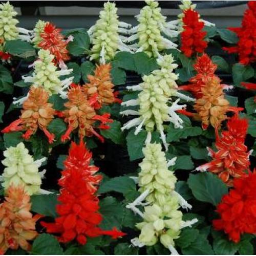 Семена цветов Hem Genetics Сальвия блестящая Reddy Cleopatra mixture 50 шт. (BN09588-3)