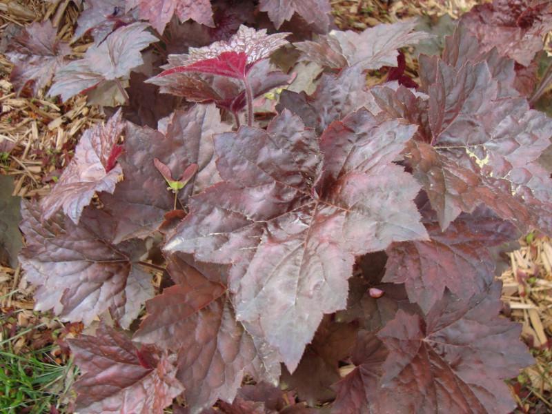 Гейхера Пурпурный Палас Р9 (2669481324) - фото 3 Гейхера Пурпурный Палас Р9 (2669481324) - фото 3