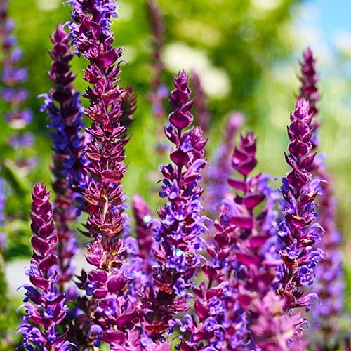 Сальвия Florium Ostfriesland (3126)