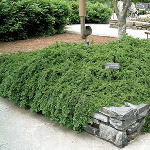 Саджанець Кизильника Даммера Ейхольц/Айххольц Eichholz Р9 (18296412)