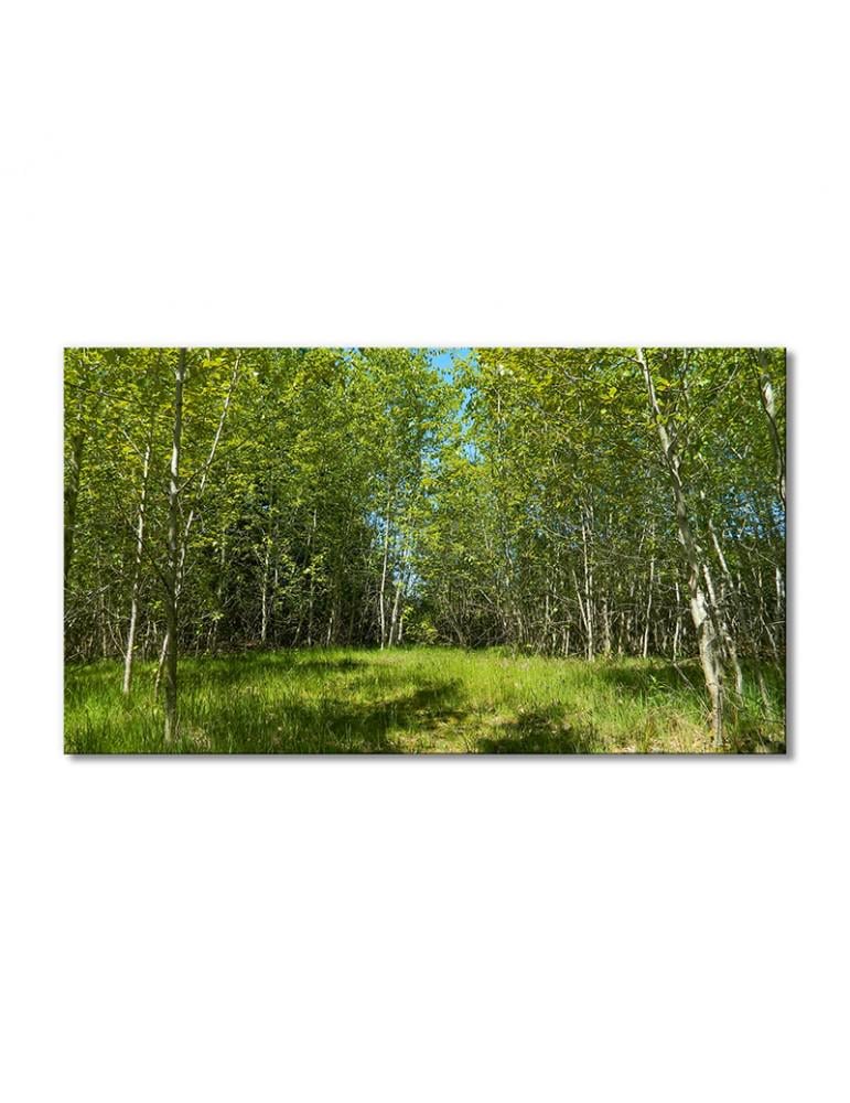 Картина модульная Пейзаж рощи деревьев 1 модуль 40х60 см (135115Pejzazh0008)