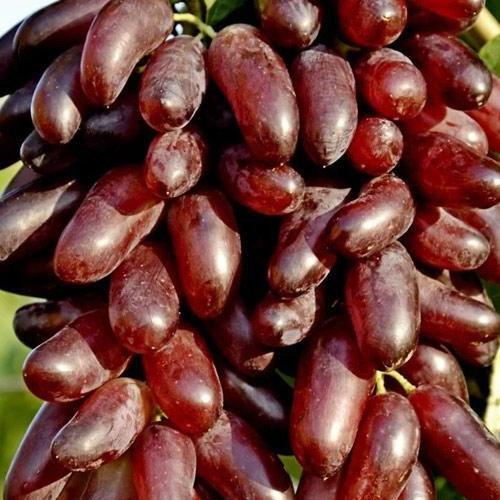 Саджанець Виноград Карнавал м'ясисто-соковита м'якоть, хворобостійкий (61661)