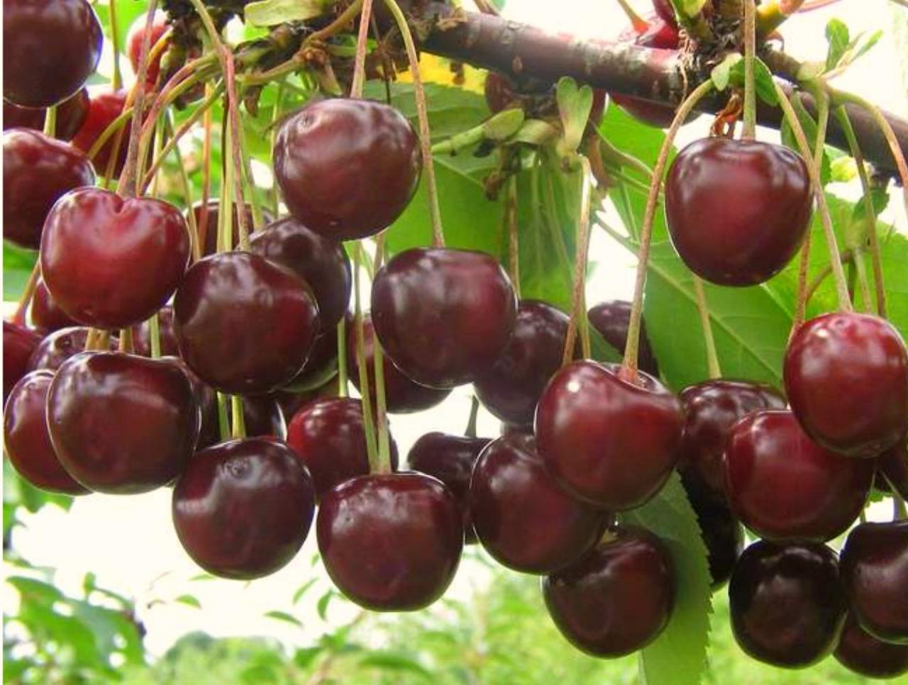 Саджанець вишні Володимирська Середньостиглий сорт (2073112919)