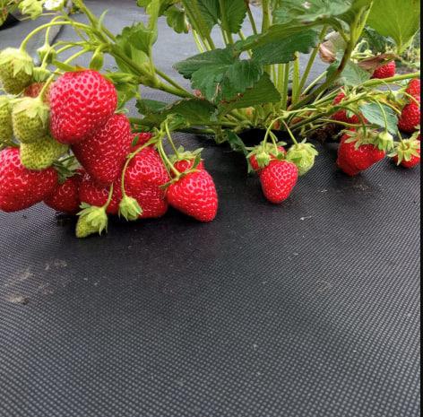 Агроволокно від бур'янів Shadow в рулоні 50 г/м² 3,2х100 м Чорний (iz16384) - фото 5