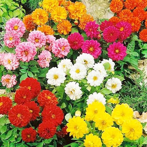 Семена Георгина Радуга Florium