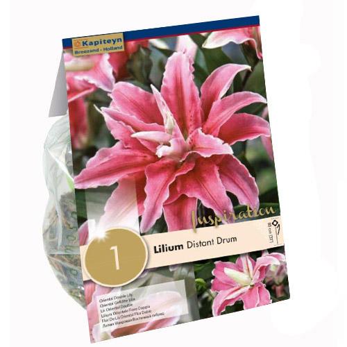 Лилия Florium Distant Drum (13931)