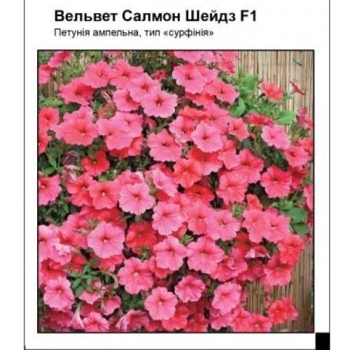 Семена цветов Петуния Вельвет Салмон Шейдз F1 Частный дом Центр 10 шт. (SZ-0871)