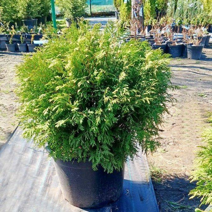 Туя западная Глобоза D80-100 (25579138)
