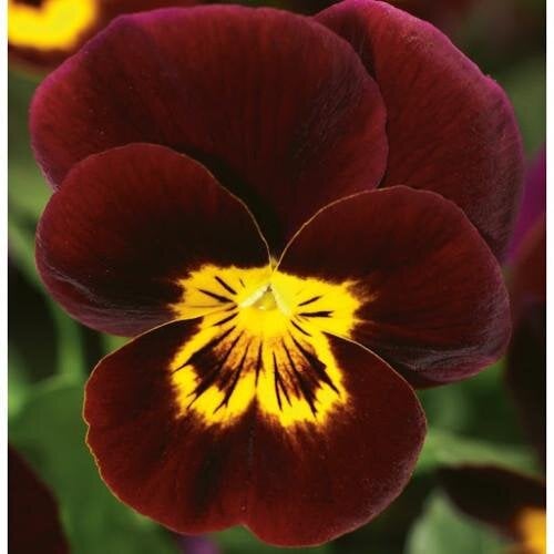 Семена цветов Виола рогатая Syngenta Penny Red with Yellow Face 500 шт. (BN03723-2)