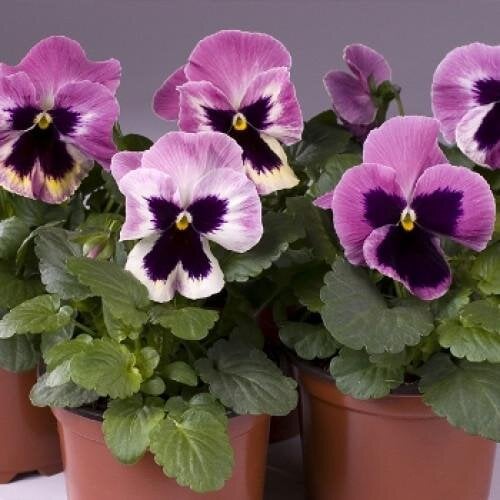 Семена цветов Виола Cello Pink Shades with Blotch Hem Genetics 50 шт. (BN09603-3)