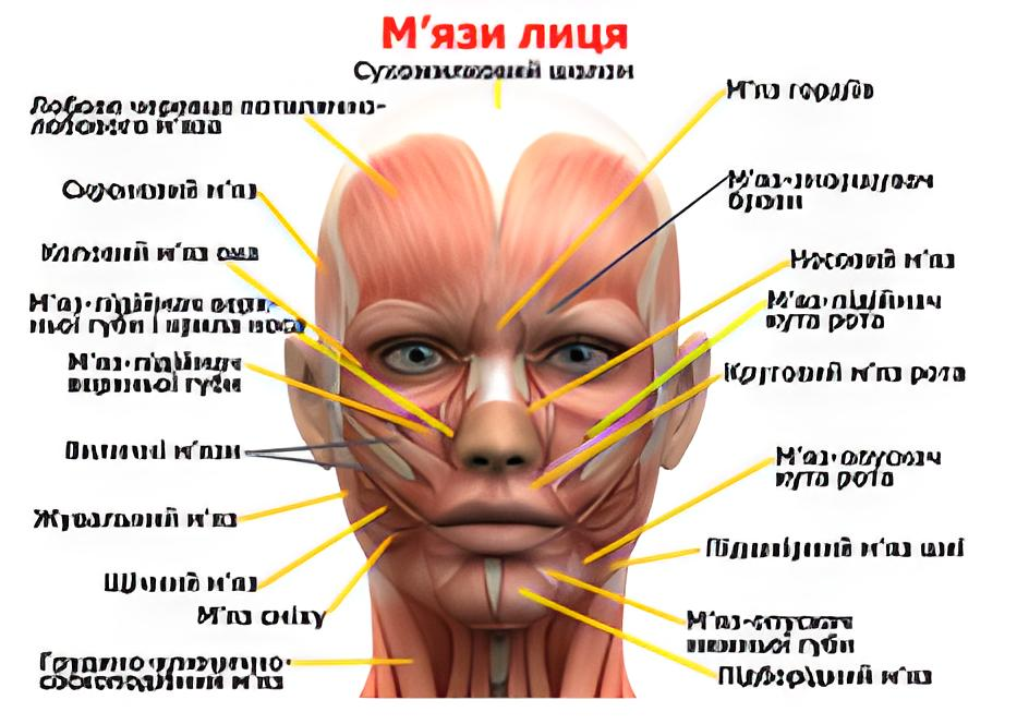 Анатомический плакат Мышцы лица 67x50 см (0005) - фото 1 Анатомический плакат Мышцы лица 67x50 см (0005) - фото 1