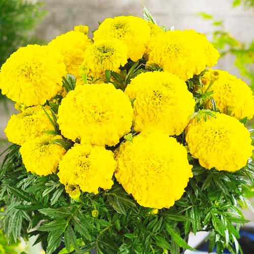 Семена Бархатцы Эквинокс лимонные Florium