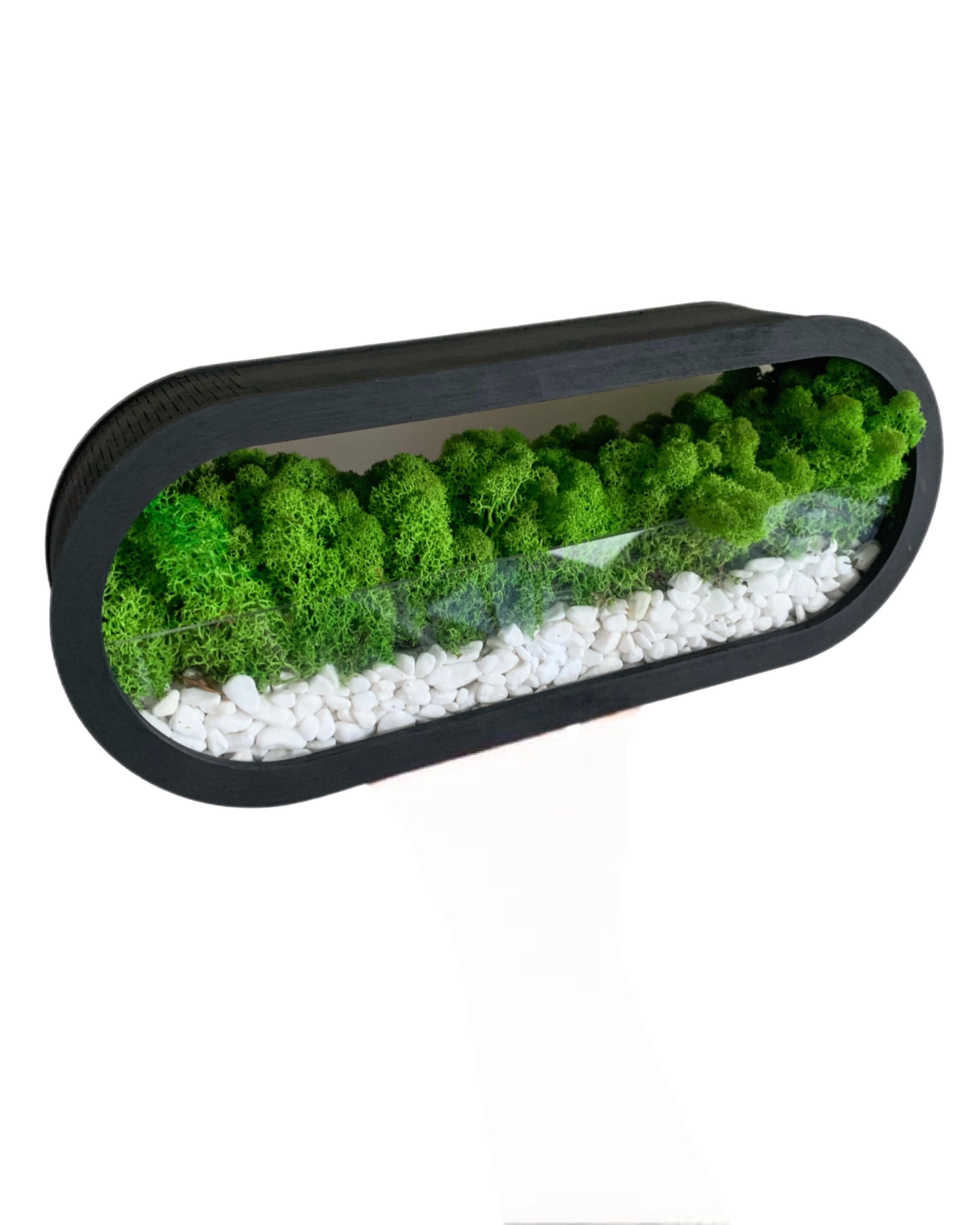 Моссариум со стабилизированным мхом 35х14х7 см Черный (12059681)
