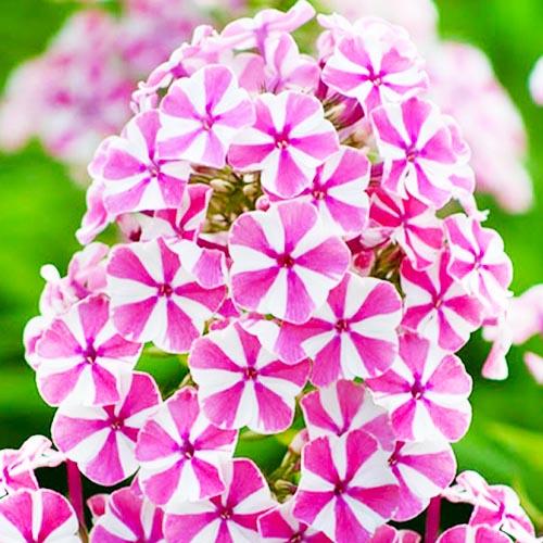 Флокс Florium Natascha (3184)