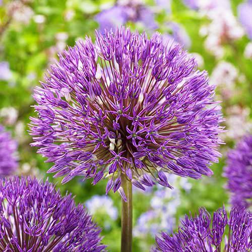 Аллиум Florium Powder Puff (11175)