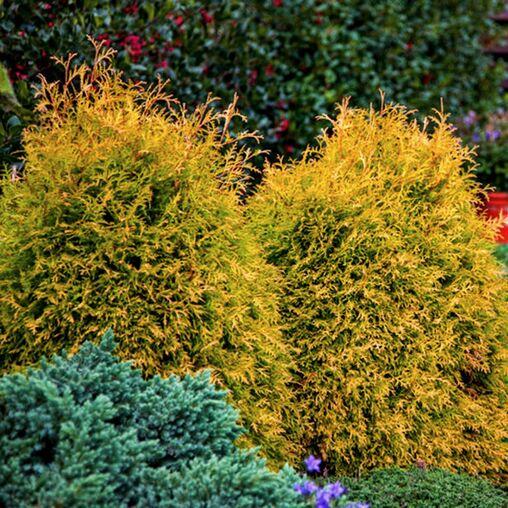 Саженцы туя западная Rheingold горшок 1,5 л - фото 5 Саженцы туя западная Rheingold горшок 1,5 л - фото 5