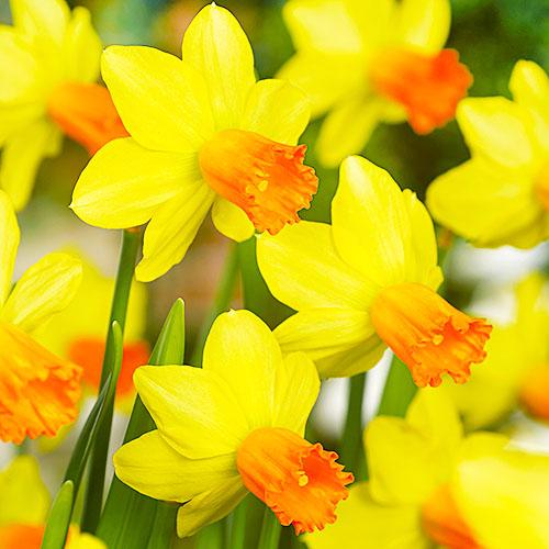 Нарцисс Florium Jetfire (5681)