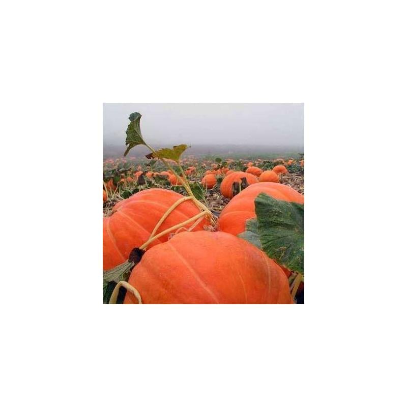 Гарбуз Clause ROUGE VIF D'ETAMPE 100 шт. г (2289671809) Гарбуз Clause ROUGE VIF D'ETAMPE 100 шт. г (2289671809)