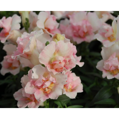 Семена цветов Hem Genetics Львиный зев Twinny Appleblossom 1000 шт. (BN09159)