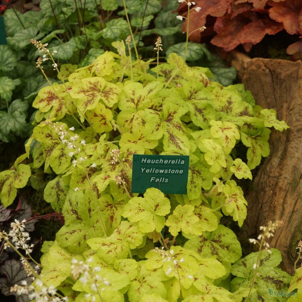 Гейхерелла гибридная Йеллоустоун Фолс С2 (2669481323) - фото 3