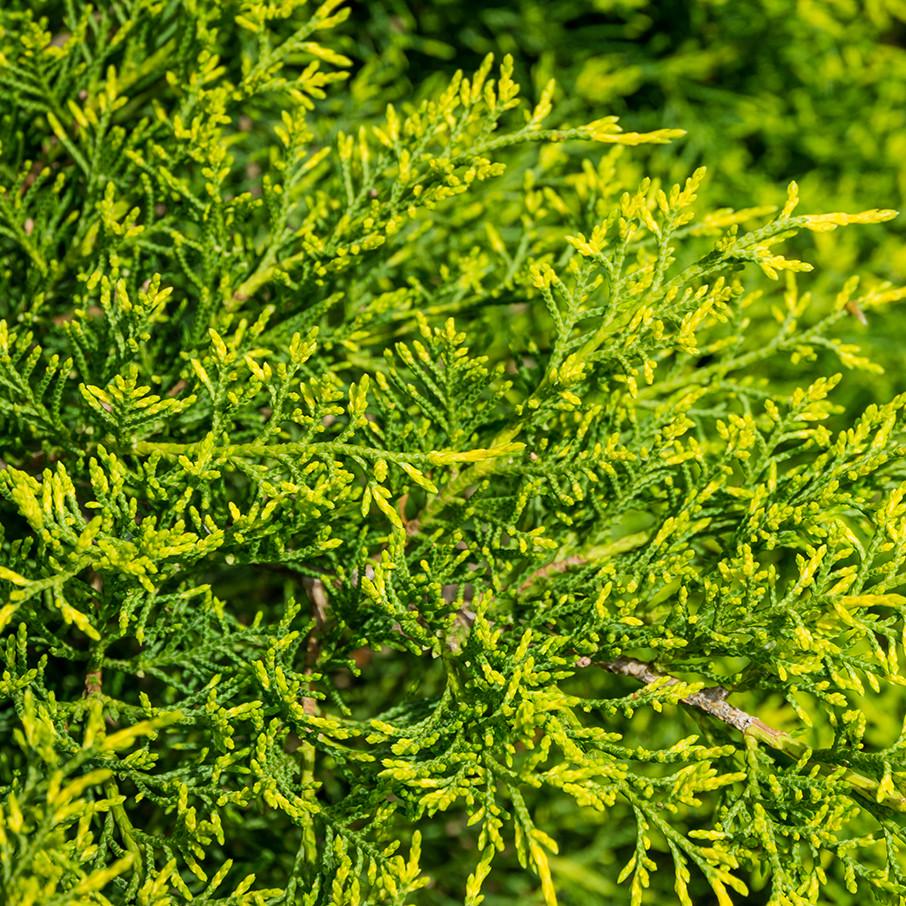 Саджанець ялівцю середнього Juniperus x media Gold Coast Р9 (769054081) - фото 3 Саджанець ялівцю середнього Juniperus x media Gold Coast Р9 (769054081) - фото 3