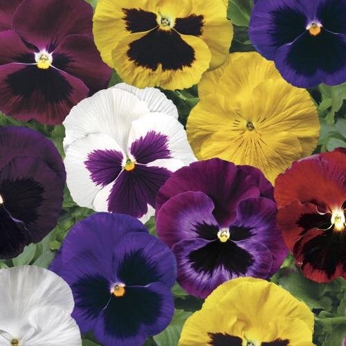 Семена цветов Виола Colossus F1 All Colors Mix Syngenta 100 шт. (BN03149-3)