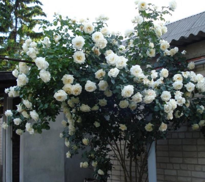 Троянда Шневальзер Плетиста (2558766773) - фото 7 Троянда Шневальзер Плетиста (2558766773) - фото 7