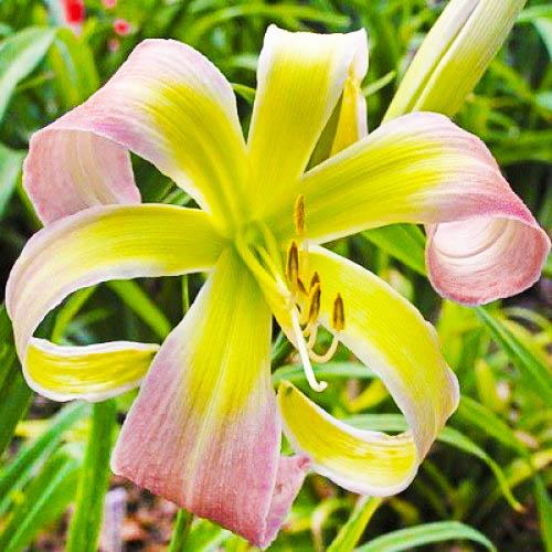 Лилейник Florium Desert Icicle (6931)