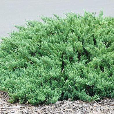 Саджанці ялівець козацький ГКС 70-90 см - фото 2