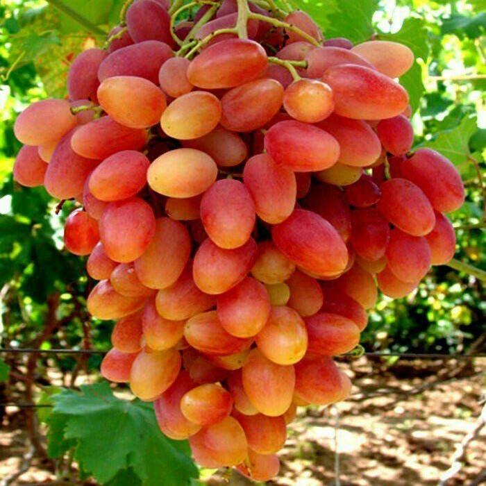 Саженец винограда Преображение ранний урожайный (642217494)