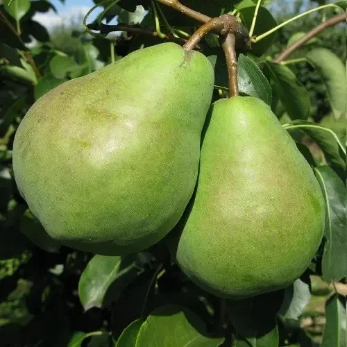 Саджанець груши Бере зимова (2074449126)