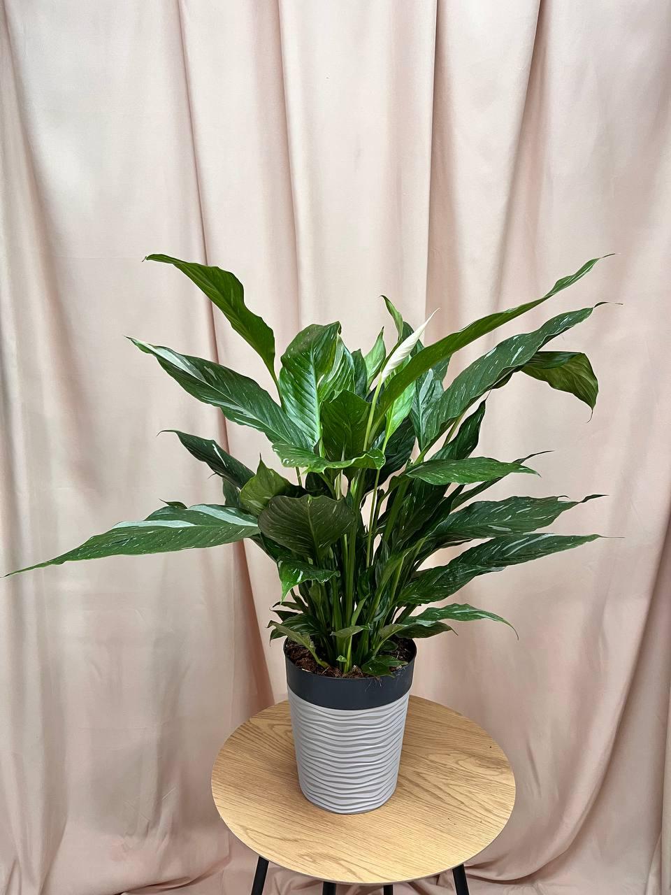 Спатифиллум Даймонд 17/70 см (2698839446) - фото 2 Спатифиллум Даймонд 17/70 см (2698839446) - фото 2