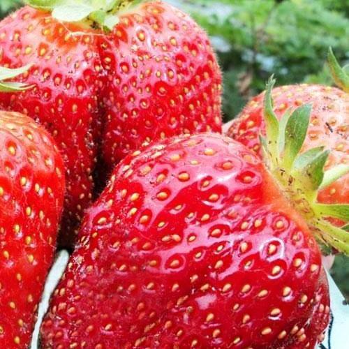 Сажанець Полуниця Кебот Cabot пізній термін дозрівання має тривалий термін зберігання 5 шт. (38174)